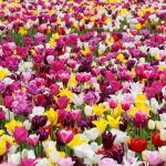 the trouble with tulips
