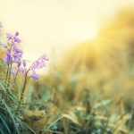 seasons of creativity, seasons, creativity, writing